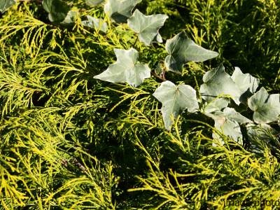 雑草対策イメージ｜ザ・パークハウス高輪松ヶ丘