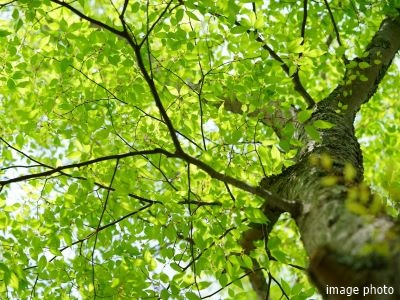植栽イメージ｜ザ・パークハウス高輪松ヶ丘